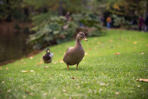 Canard au Jardin des plantes Nantes