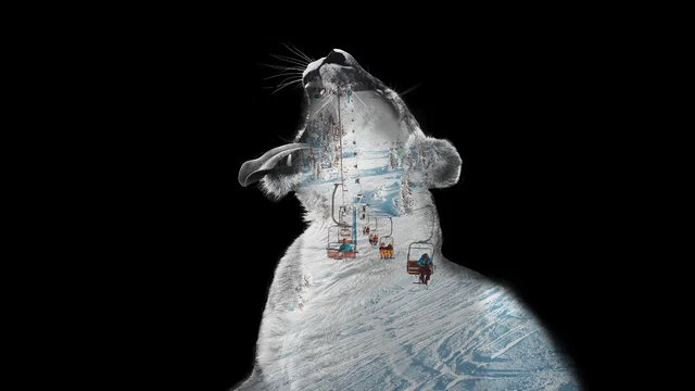 Un tigre urlant au ski